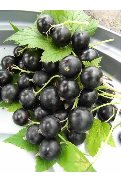 Смородина черная Черный десерт плоды